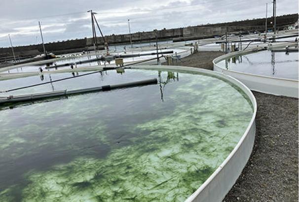 合同会社シーベジタブル：海藻養殖現場の様子