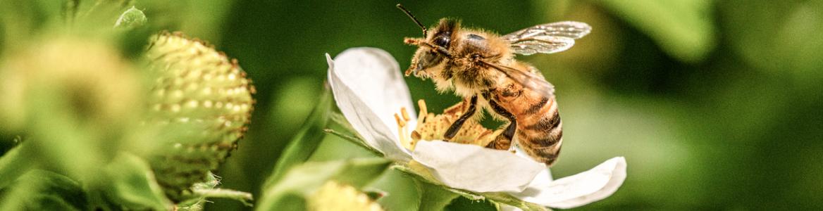 TNFD提言への対応（LEAPアプローチに沿った分析・評価）