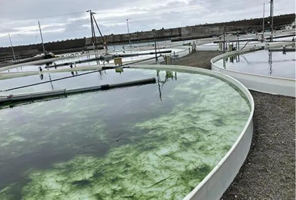 合同会社シーベジタブル:海藻養殖現場の様子